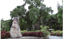 西双版纳独树成林景区